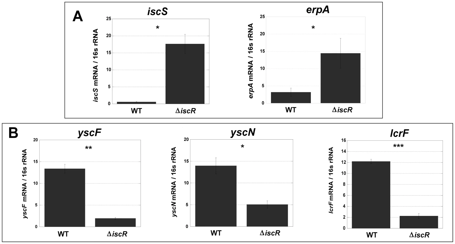 Deletion of IscR leads to increased transcription of Fe-S cluster biogenesis genes and robust transcription of T3SS genes.