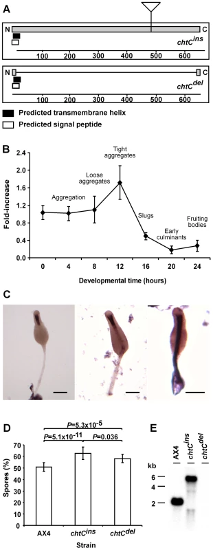 The <i>chtC</i> gene.