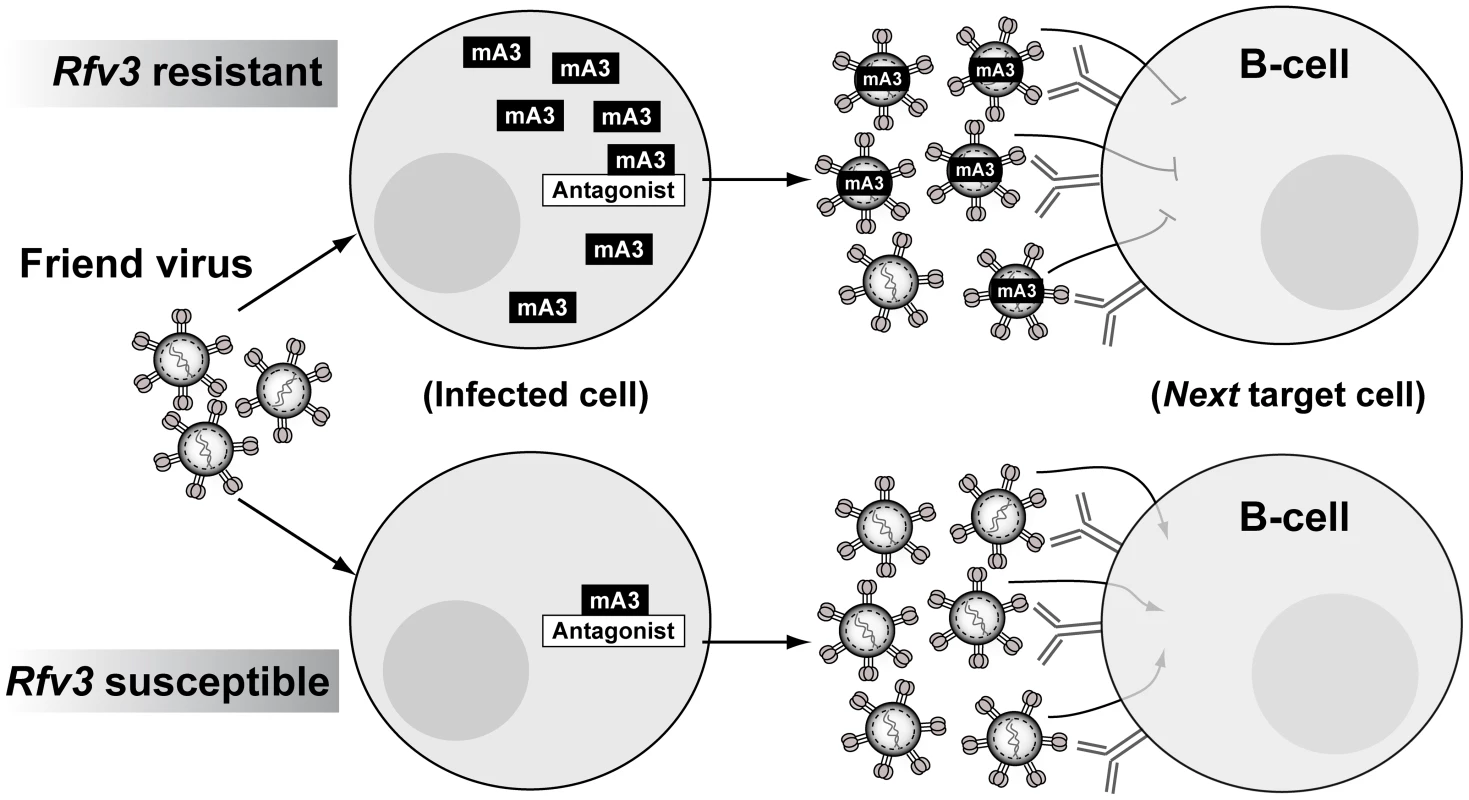 Model for mA3 action and FV-specific humoral immunity.