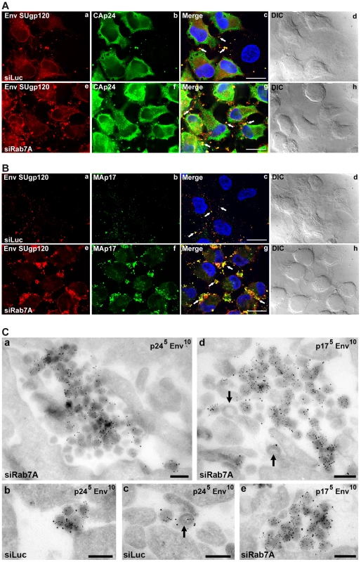 Silencing of Rab7A induces accumulation of virus clusters at the cell surface.