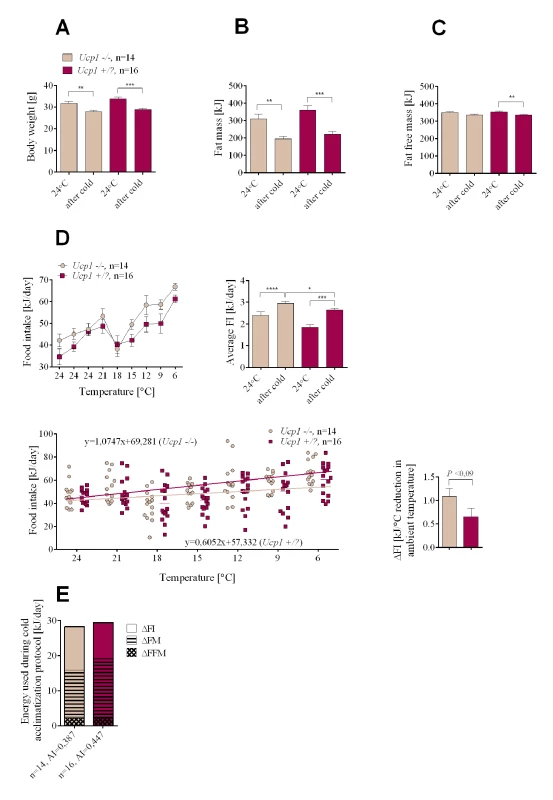 Changes in endogenous substrate utilization and food intake in cold-exposed <i>Ucp1-/-</i> and <i>Ucp1+/</i>? mice with DIO.