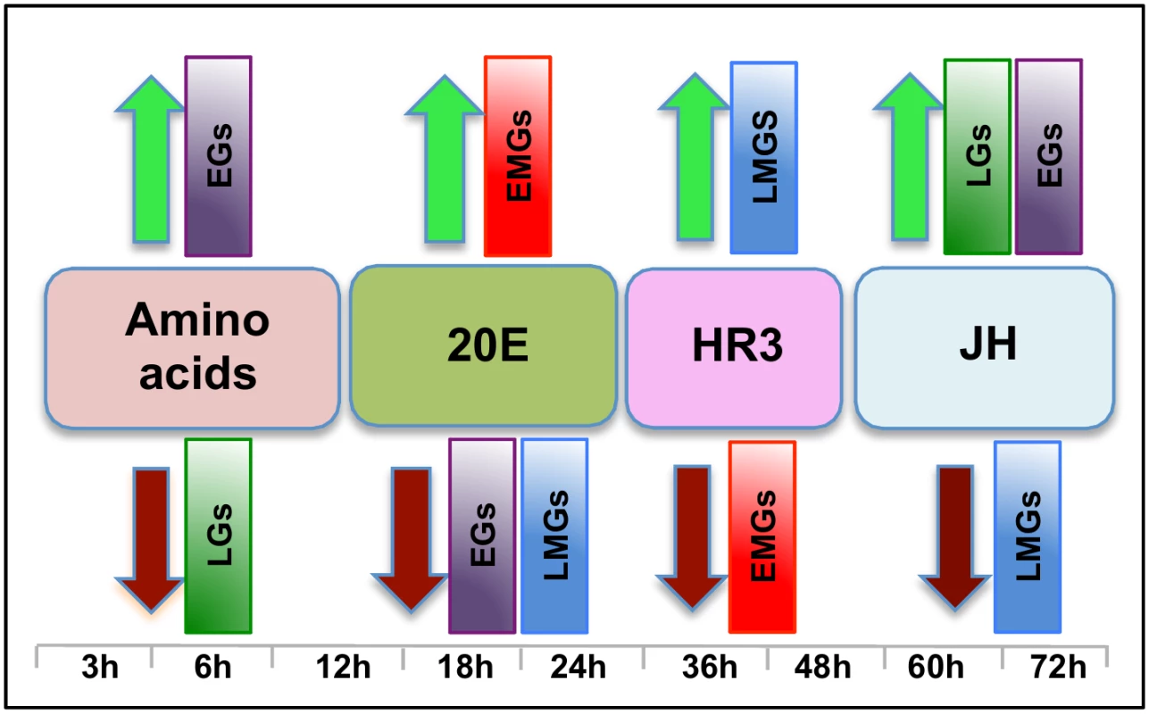 The main regulators mediating transcription in four distinct waves of gene expression during the gonadotrophic cycle in the fat body of female <i>Aedes aegypti</i>.