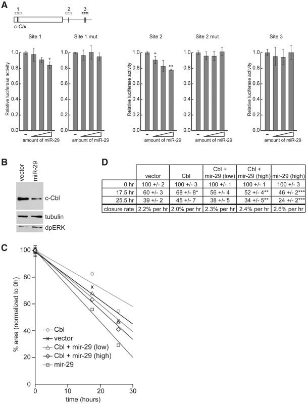 c-Cbl is a target of hsa-miR-29 in mammalian cells.
