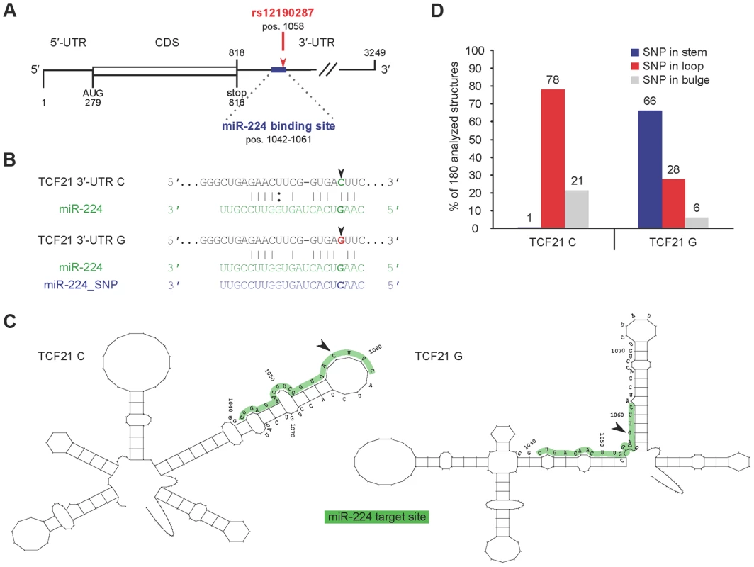 Predicted interaction of miR-224 with <i>TCF21</i> variant 1 3′-UTR and secondary structural changes at rs12190287.