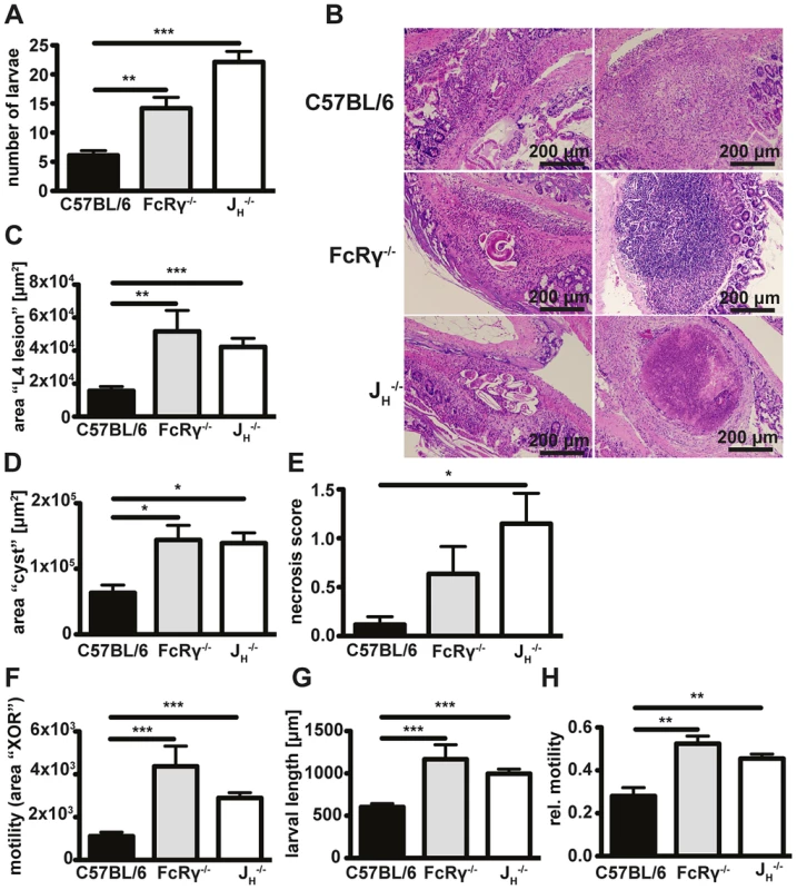 Antibody and FcRgamma-chain deficient mice show increased larval burdens, larger granulomas, a stronger tendency to develop necrosis and higher in-tissue motility as compared to wildtype mice.