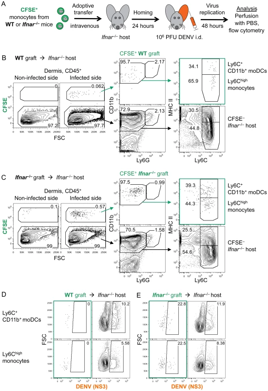 Ly6C<sup>high</sup> monocytes enter the DENV-infected dermis and differentiate to moDCs.
