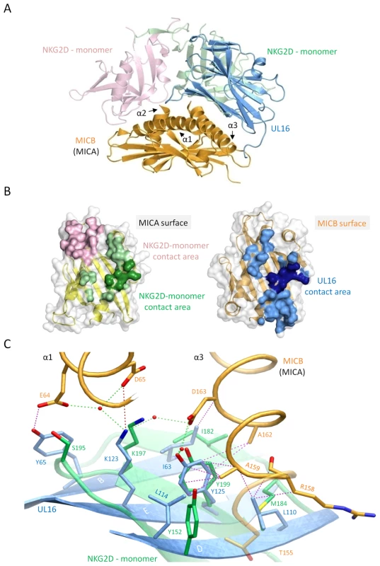 Comparison of the UL16-MICBpf and NKG2D-MICA complex structures.