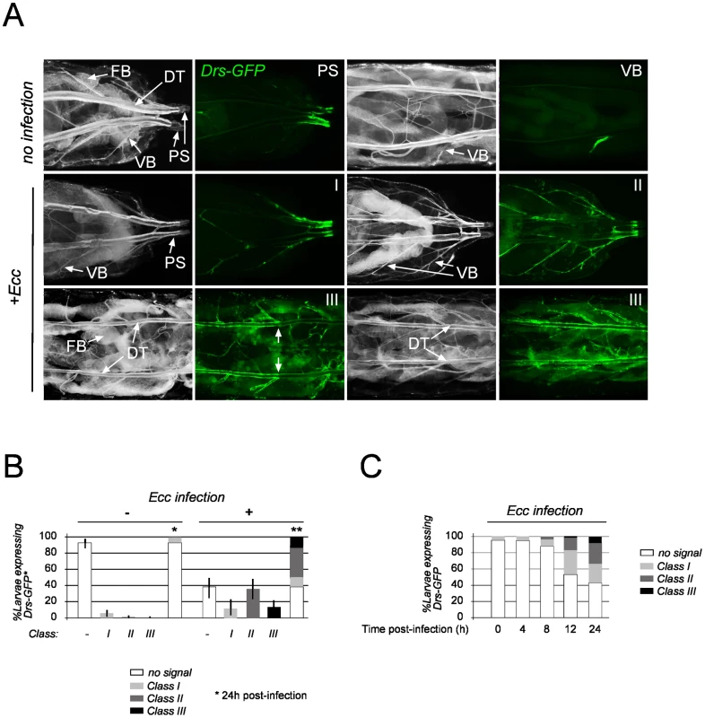 Spatio-temporal expression of tracheal <i>Drosomycin-GFP</i>.