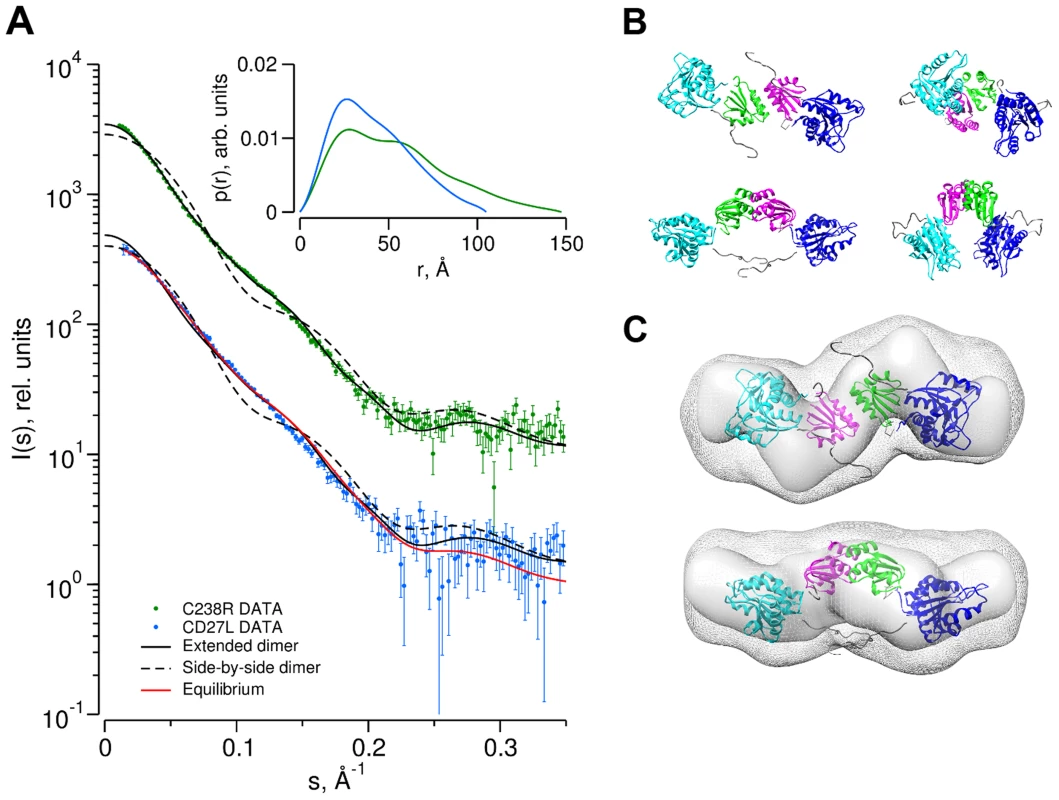 Determination of the dimer configuration of wild-type CD27L and mutant C238R in solution by SAXS.