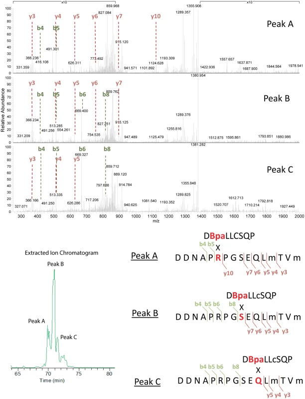 Analysis of cross-linked RecA-UmuC product #1.