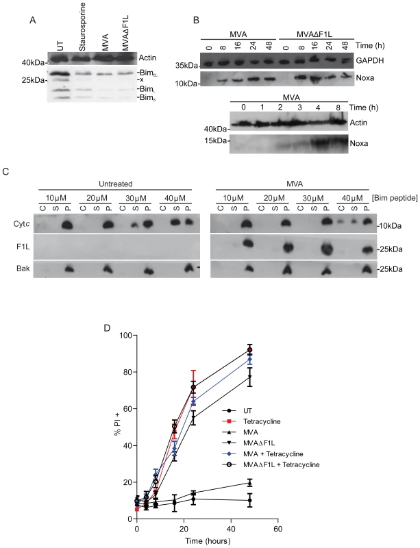 MVA infection causes a reduction in Bim levels and induction of Noxa expression while F1L weakly inhibits Bim induced apoptosis.