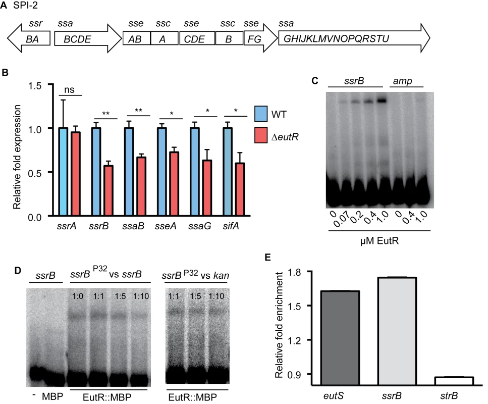 EutR regulates SPI-2 expression.