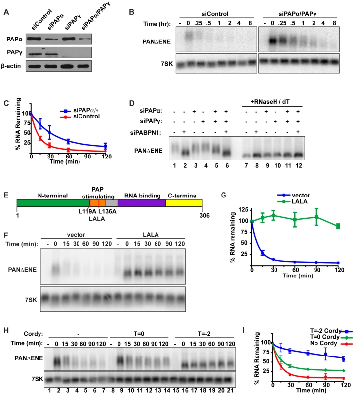 Polyadenylation is required for PANΔENE RNA decay.