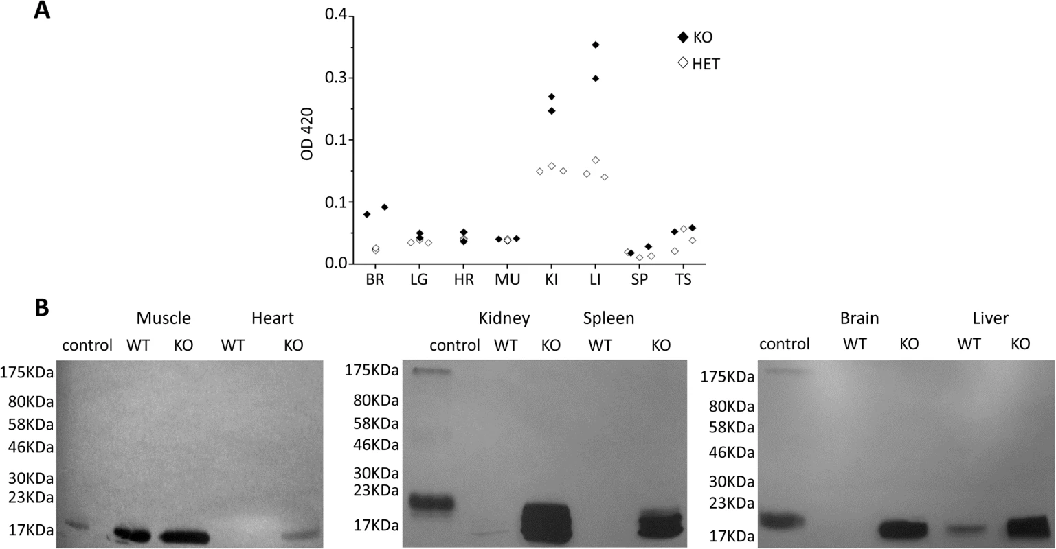 Control of tissue expression of CaM KMT and accumulation of hypomethylated CaM in CaM KMT<sup>-/-</sup> mice.
