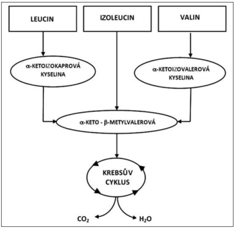 Metabolismus glutaminu a alaninu