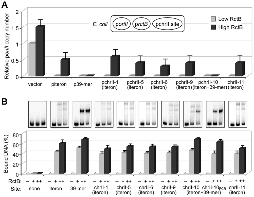 The newly identified chrII sites inhibit mini-chrII replication in <i>E. coli</i> and bind purified RctB.