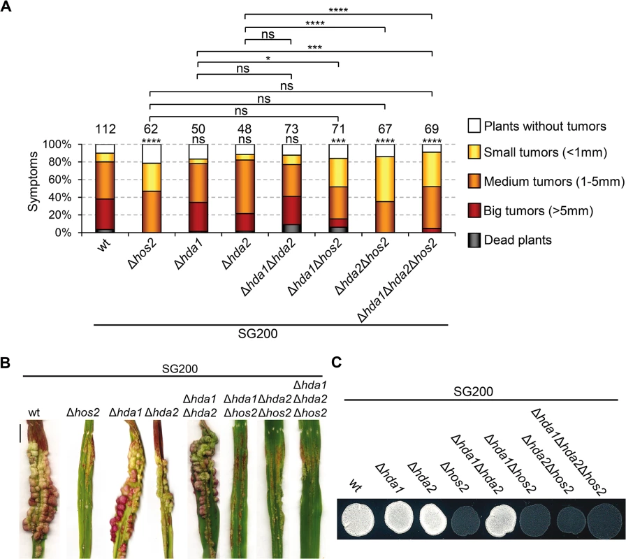Hda1 and Hda2, are not redundant with Hos2 in the control of dimorphism and virulence.