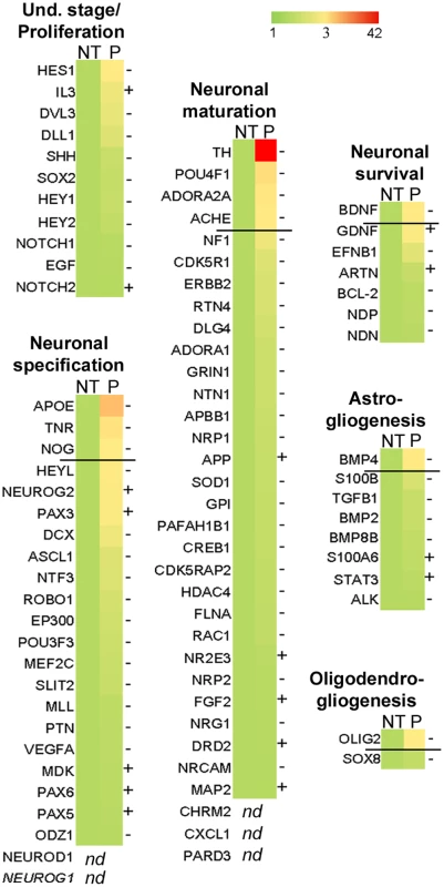 <i>bdv-p</i> alters the molecular program involved in neurogenesis.