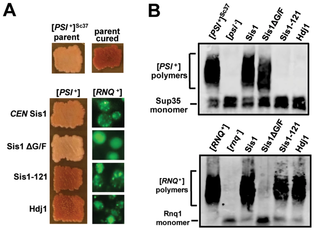 [<i>RNQ<sup>+</sup></i>] and weak [<i>PSI<sup>+</sup></i>]<sup>Sc37</sup> are reciprocally maintained by Sis1ΔG/F and Sis1-121 when assayed simultaneously in the same yeast cells.
