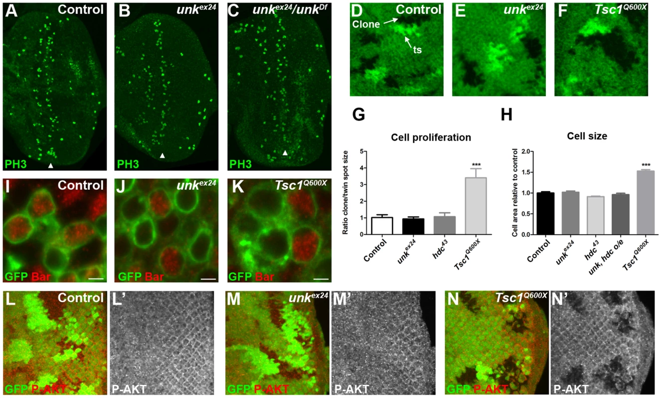 <i>unk</i> does not regulate cell growth.
