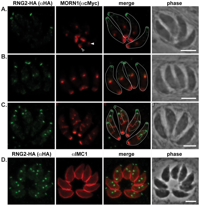 RNG2 appears before centrocone duplication or IMC1 association with daughter pellicles.