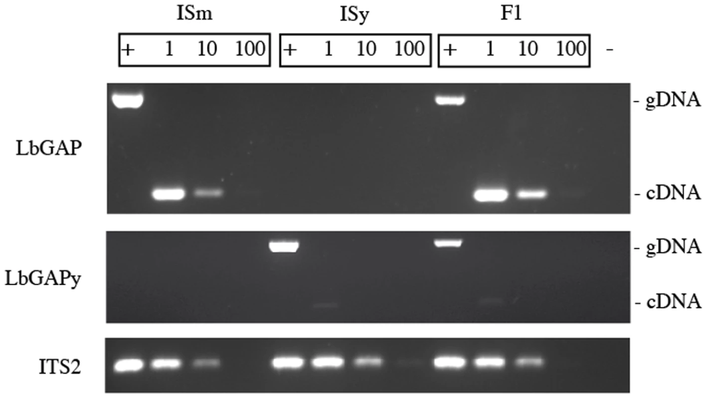 Variation of expression of <i>LbGAP</i> and <i>LbGAPy</i>.