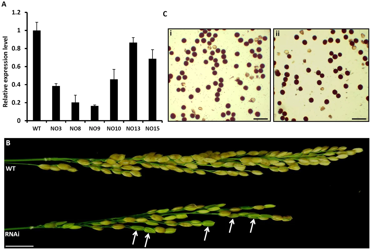Analysis of <i>OsFIE2</i>-RNAi plants.