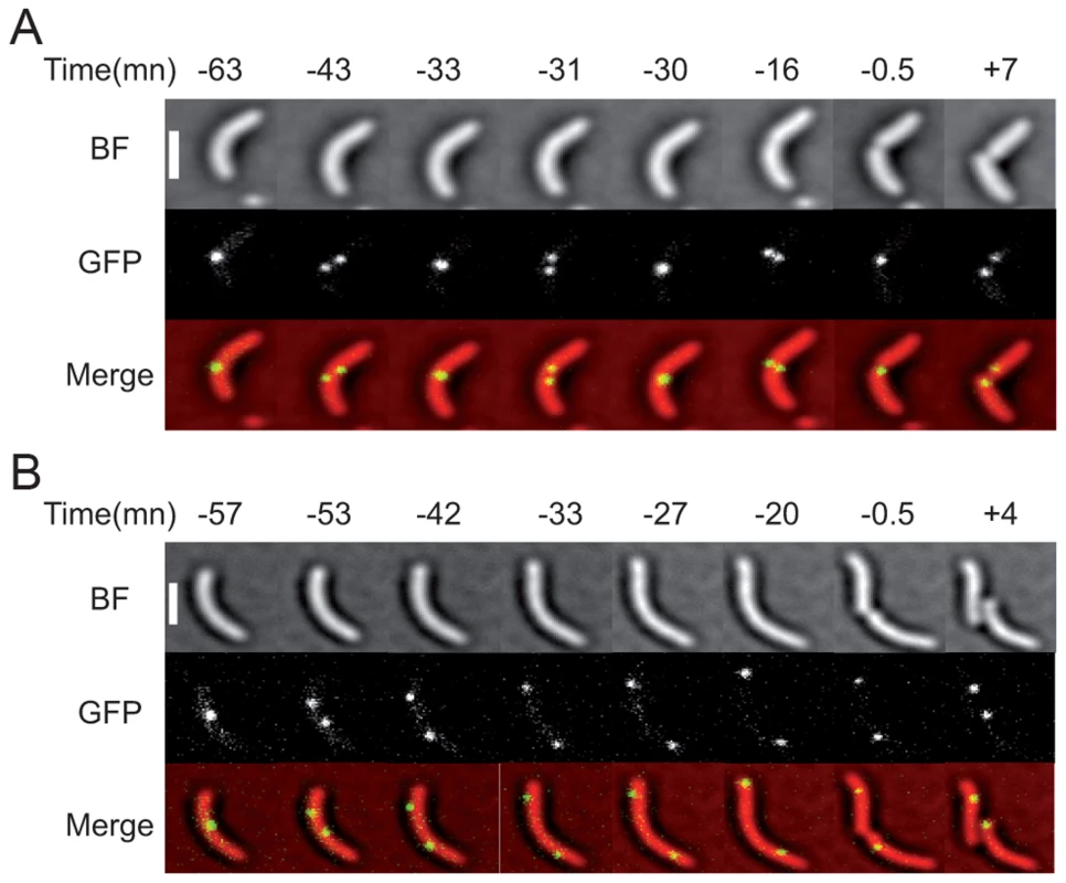 Two examples of the <i>dif2</i> choreography observed by video microscopy.
