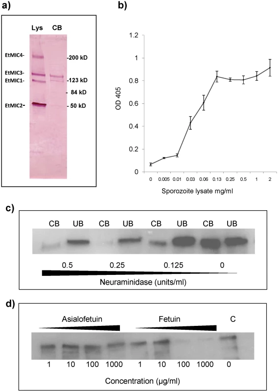 EtMIC3 binds cell surface sialylated carbohydrates.