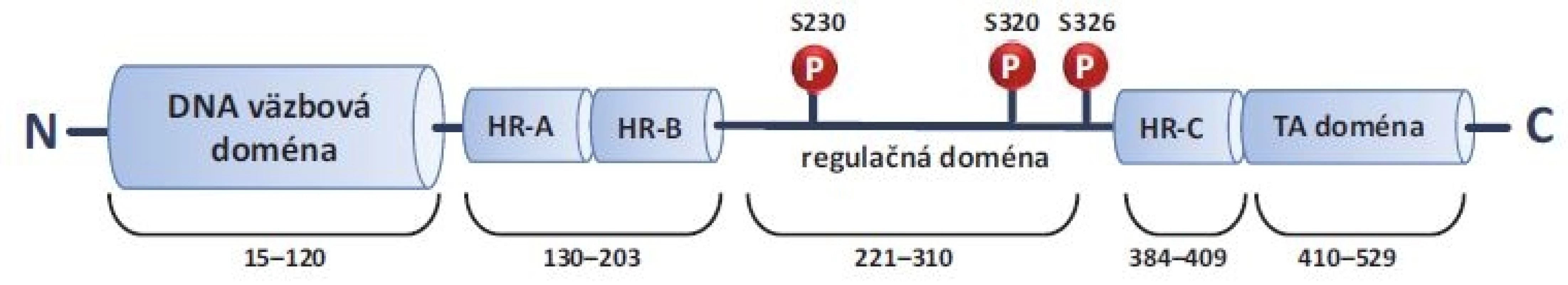 Štruktúra HSF1. HSF1 je proteín zložený zo 4 funkčných domén – DNA väzbová doména, trimerizačná doména, regulačná
doména a transaktivačná doména. Dĺžka ľudského HSF1 je 529 aminokyselín. P (S230, S320, S326) znázorňujú 3 najlepšie popísané
fosforylácie, spojené s aktiváciou HSF1.
