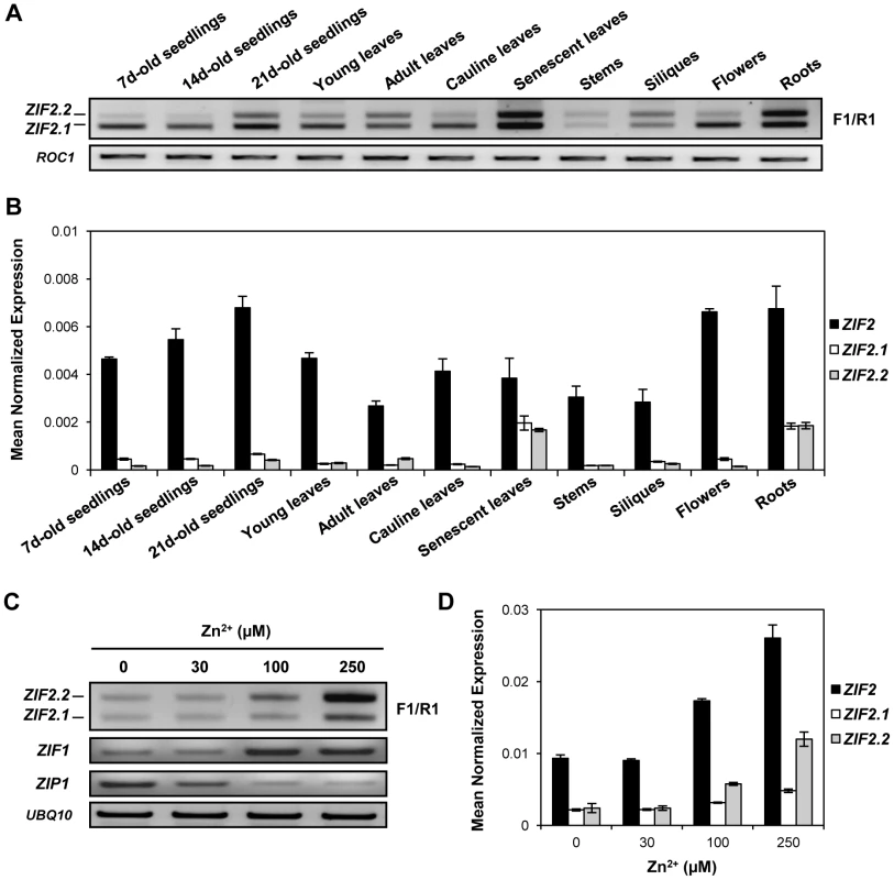 The expression and splicing patterns of the <i>Arabidopsis ZIF2</i> gene are Zn-regulated.