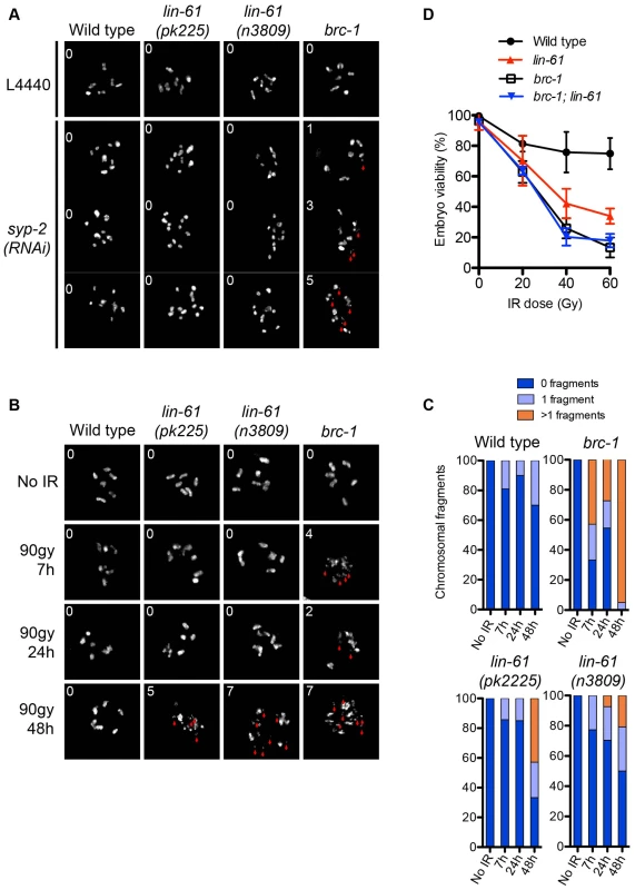LIN-61 contributes to HR in mitotic cells, but is dispensable for meiotic HR.