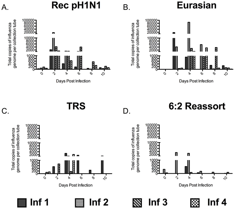 The Eurasian-origin NA and M gene segments contribute to abundant release of large (>4 µm) particles containing influenza virus.