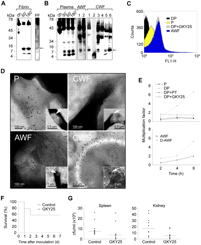 Thrombin-derived C-terminal peptides, their presence and antimicrobial effects <i>ex vivo</i> and <i>in vivo</i>.