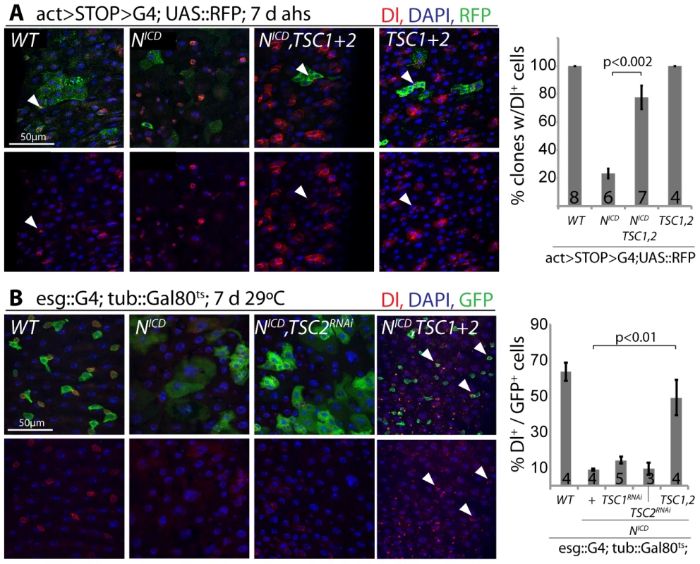 TSC repression in EBs is required for ISC differentiation.
