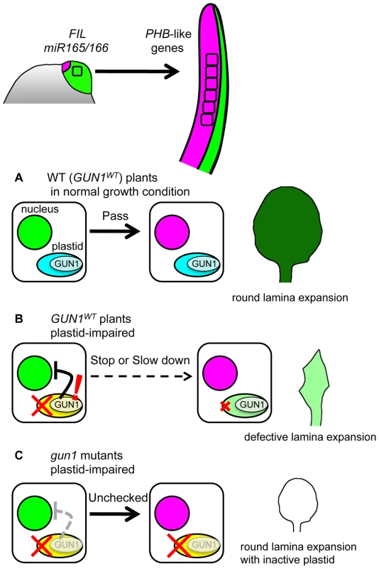 Model for FMB regulation by GUN1-dependent retrograde signal.
