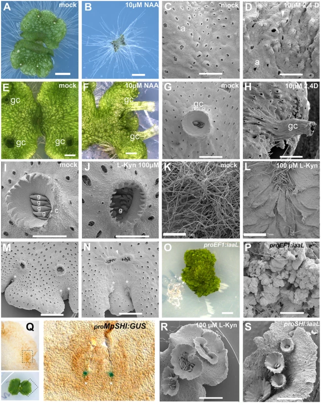 Developmental effects of auxin in the <i>M</i>. <i>polymorpha</i> thallus.