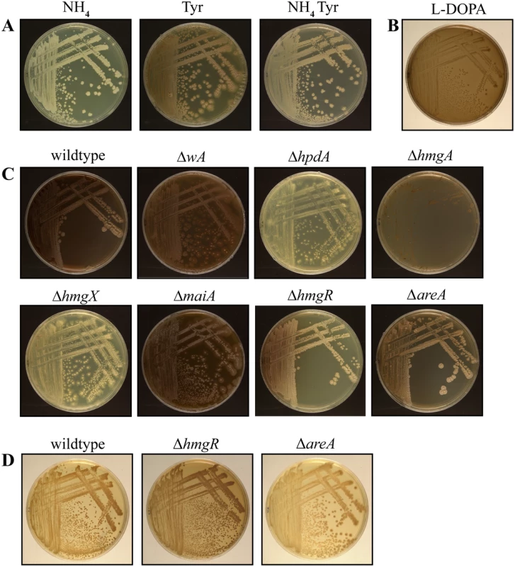 Pyomelanin produced via the tyrosine catabolism pathway is under nitrogen metabolite repression.