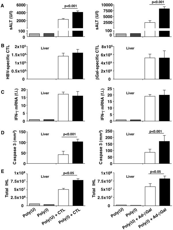 KCs remove apoptotic hepatocytes in a scavenger receptor-dependent manner.