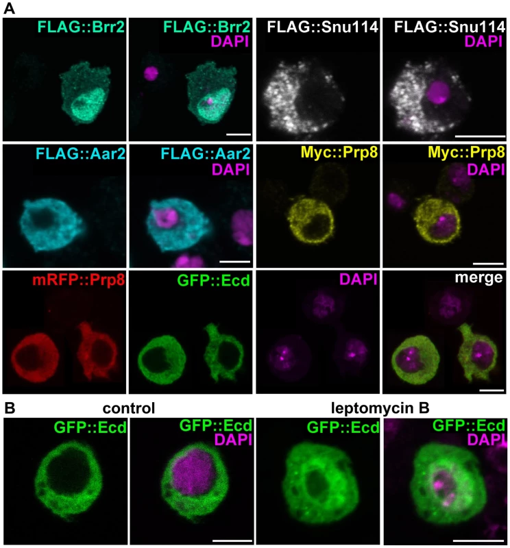Subcellular localization of Ecd and the U5 snRNP proteins.