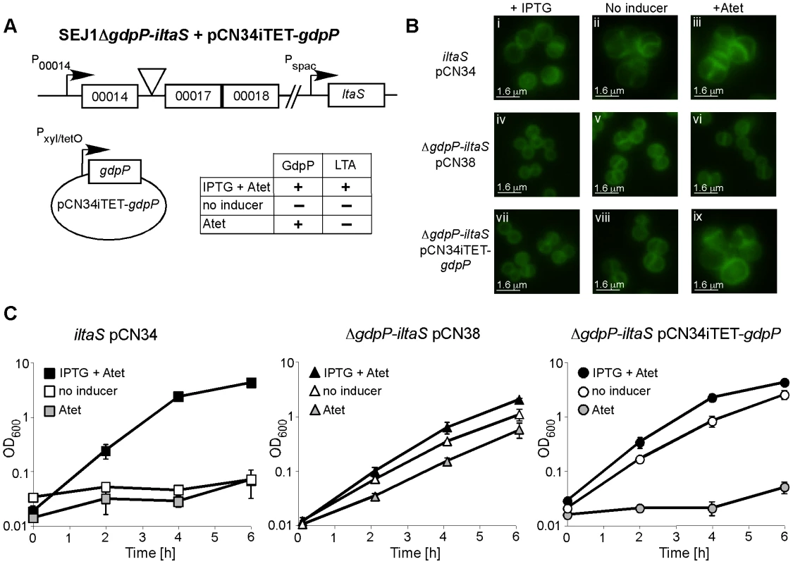 Deletion of <i>gdpP</i> can rescue the dependence of RN4220<i>iltaS</i> on IPTG.