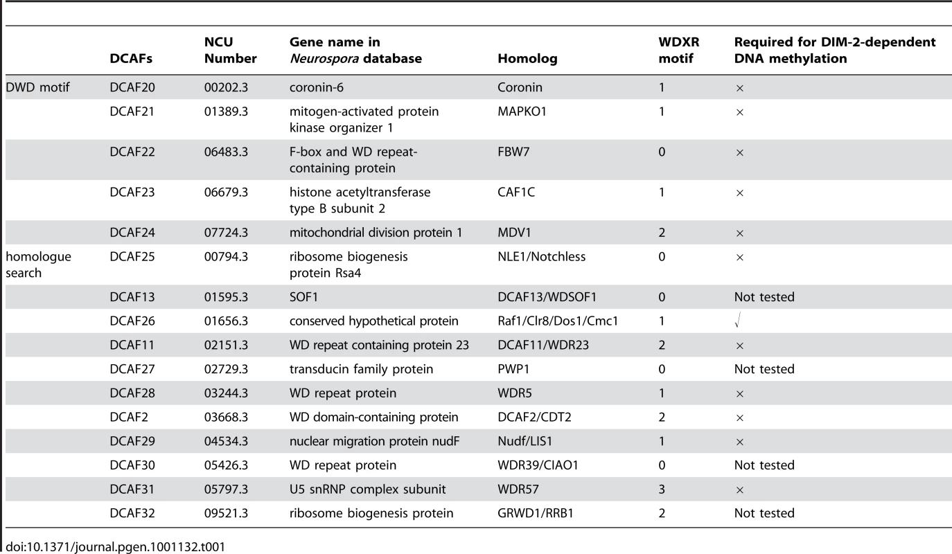 Putative DCAFs in <i>Neurospora crassa</i>.