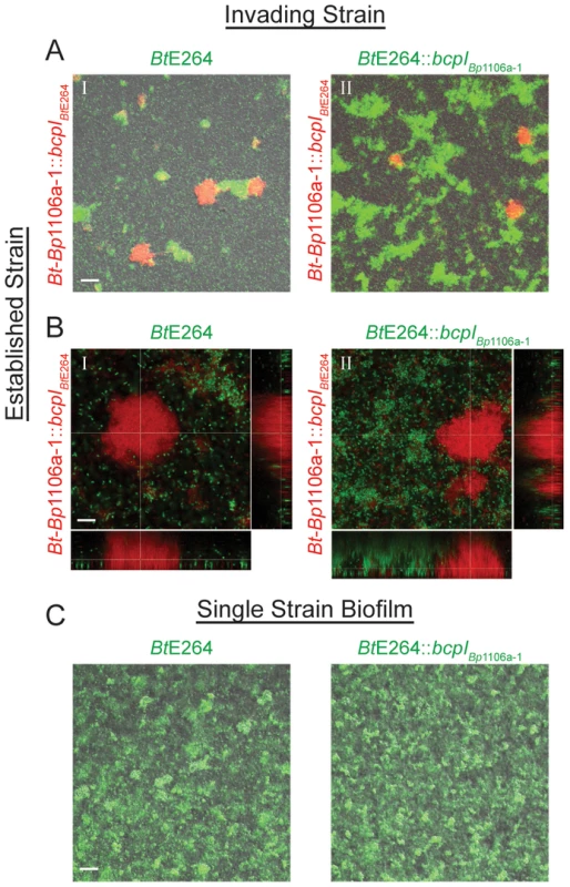 <i>bcpAIOB</i> allele-dependent competitive exclusion from an established community.