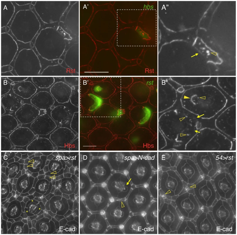 <i>cis</i>-interactions promote protein turnover.