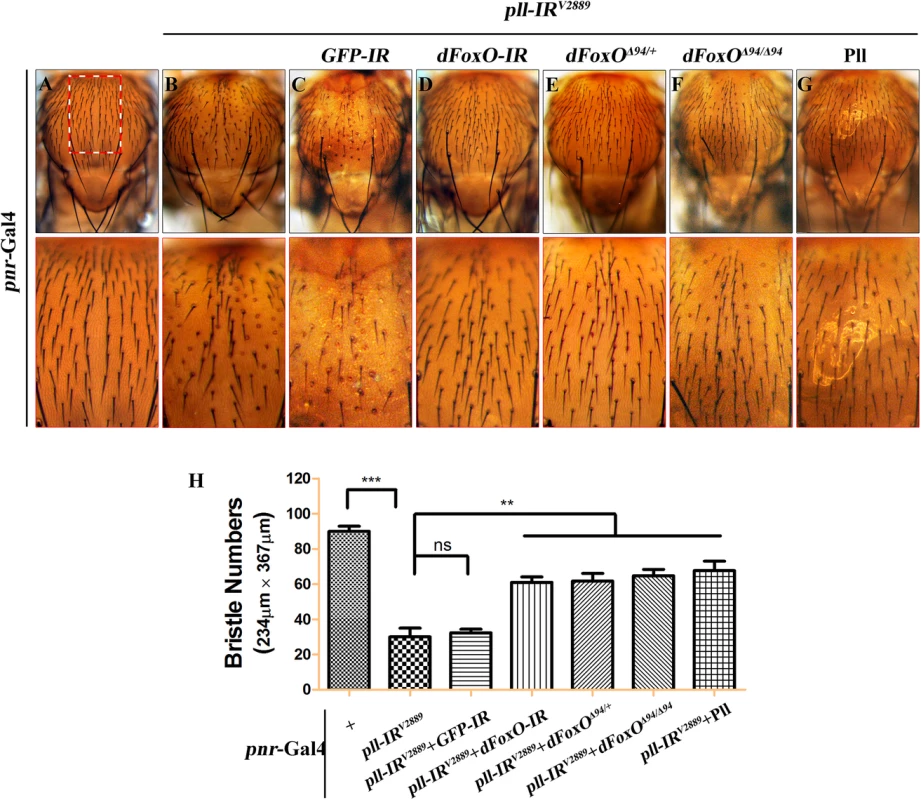 <i>dFoxO</i> is required for loss-of-<i>pll</i> induced bristle phenotype on notum.