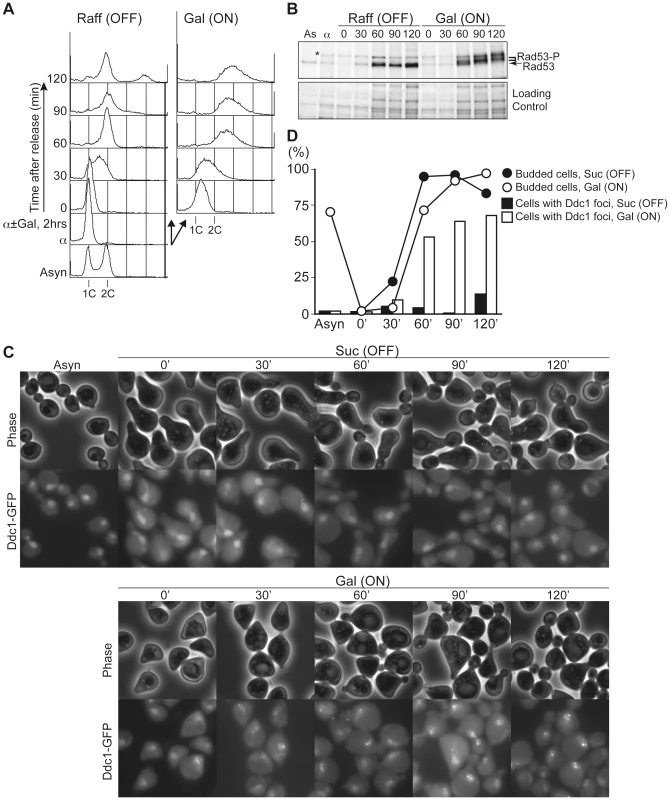 Untimely DNA replication conferred the accumulation of phosphorylated Rad53 and Ddc1 foci after S phase.