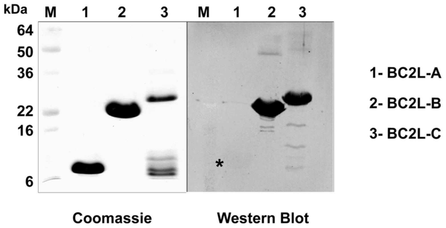Immunodetection of soluble lectins.