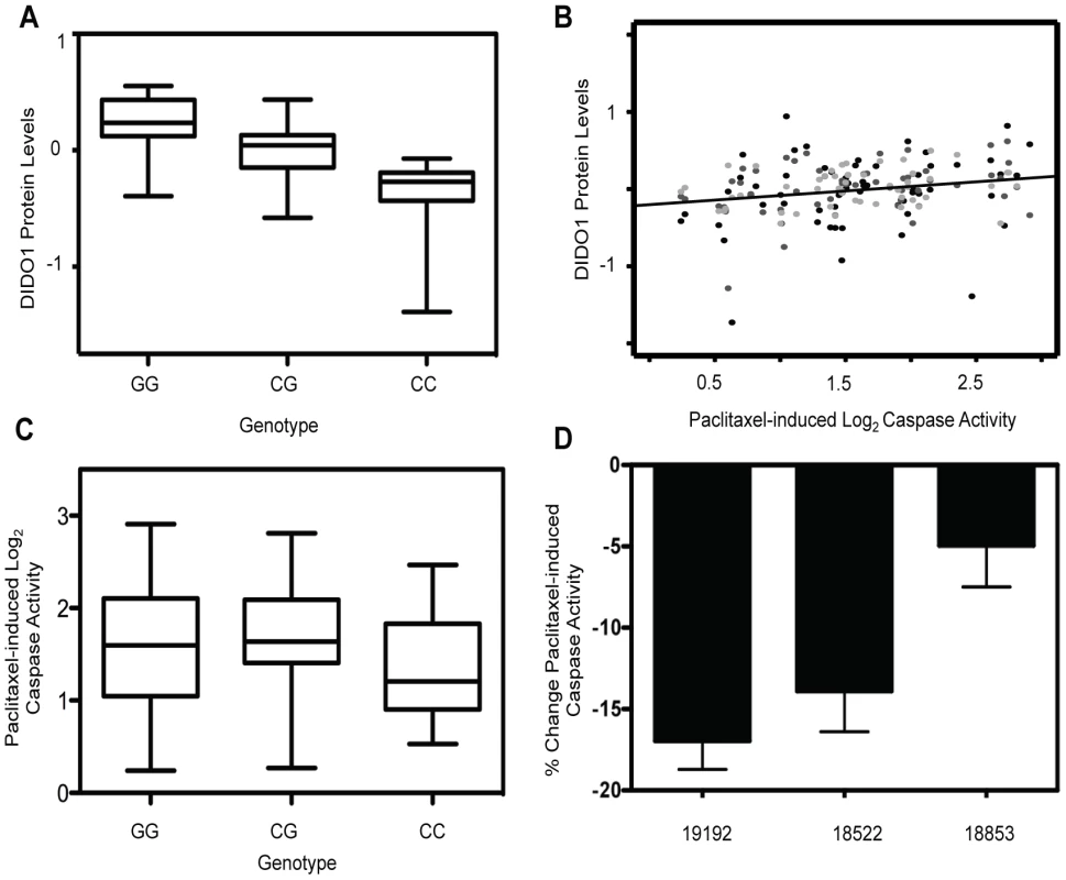 Identification of a protein quantitative trait locus relevant for paclitaxel-induced apoptosis.