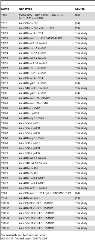 Yeast strains used in these studies.
