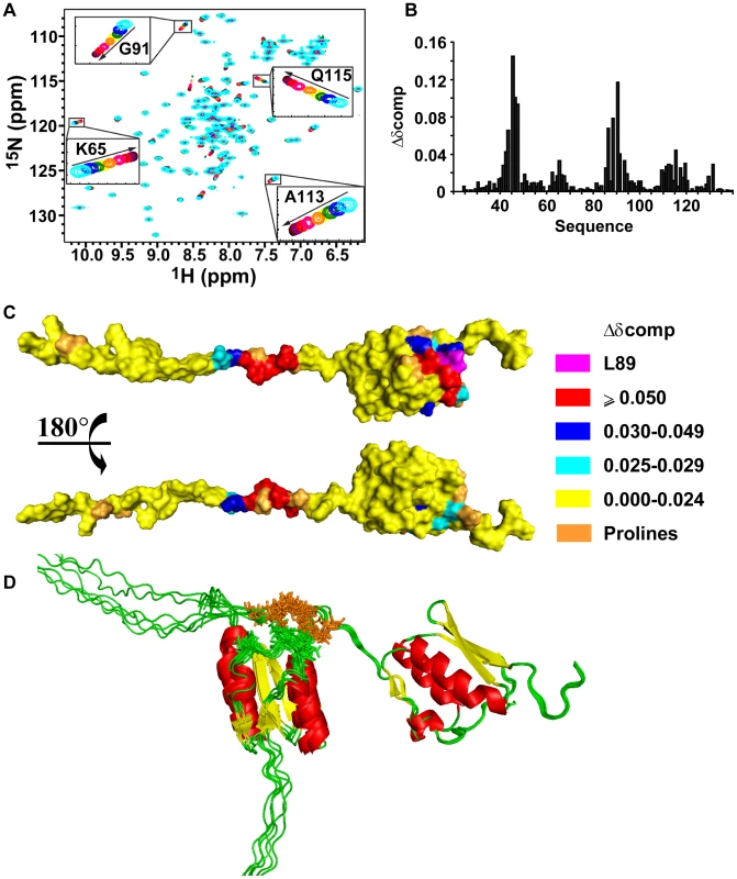 VirB7<sub>XAC2622_24–139</sub> oligomerization.